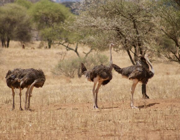 The best 7 Days Tanzania wildlife Safari in 2026/2027