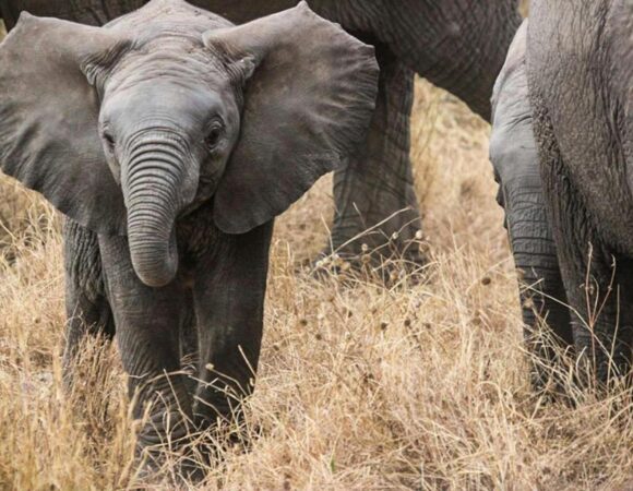 The best 7 Days Kenya and Tanzania Fly-in Migration Safari 2026