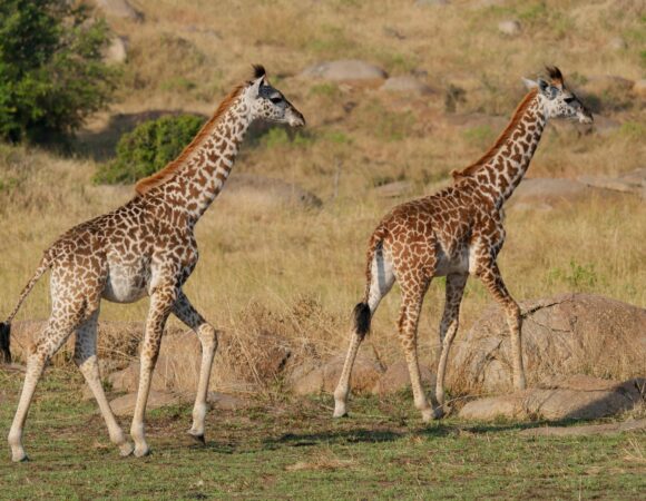 The best 7-Day Honeymooners Comfort Safari 2026/2027