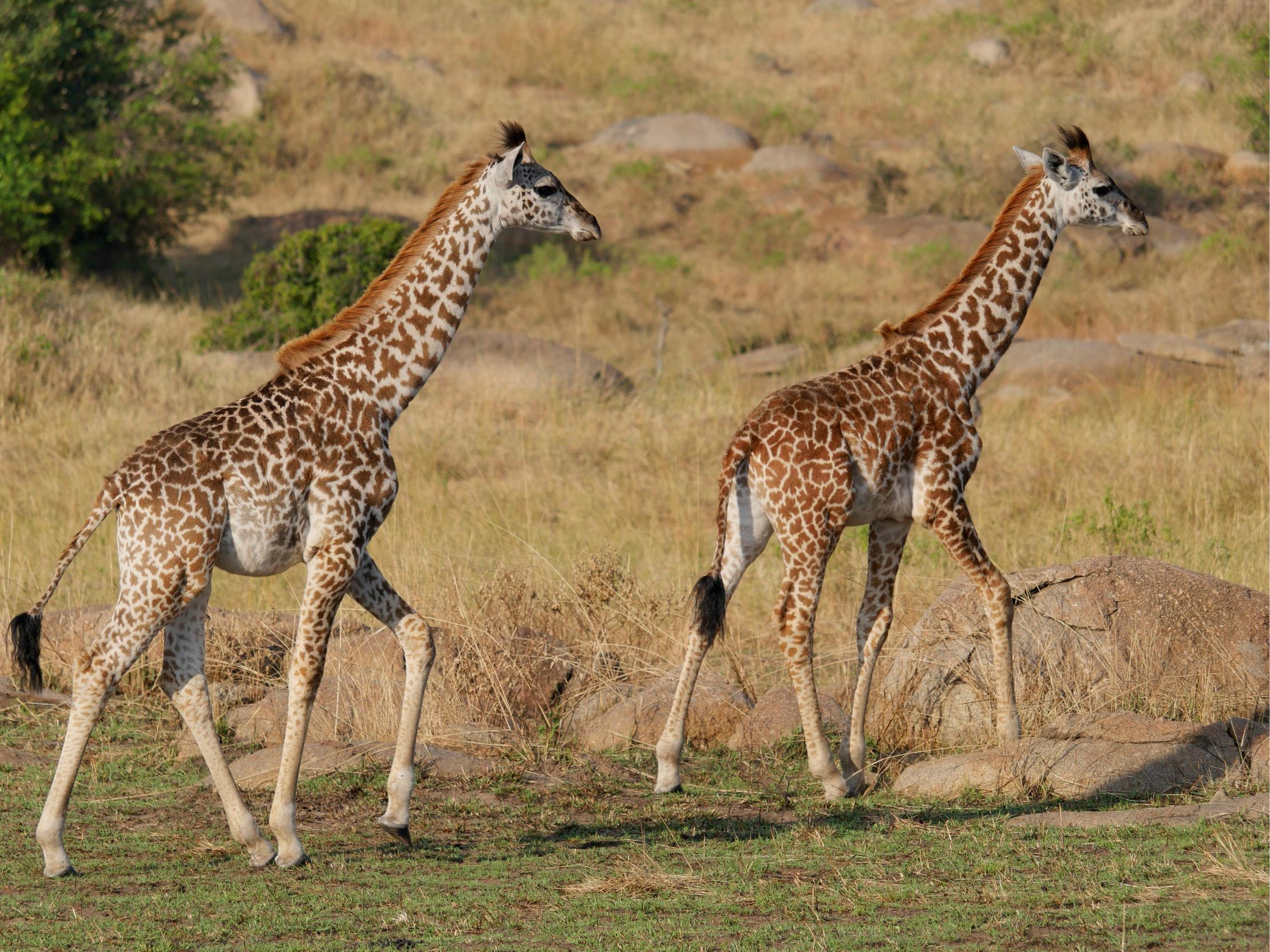 The best 7-Day Honeymooners Comfort Safari 2026/2027