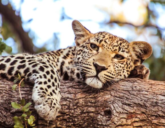 6-Day Private Wildlife & Cultural Tourism