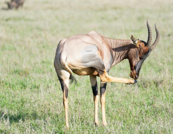 The best 5 Days Tanzania wildlife Safari 2026/2027