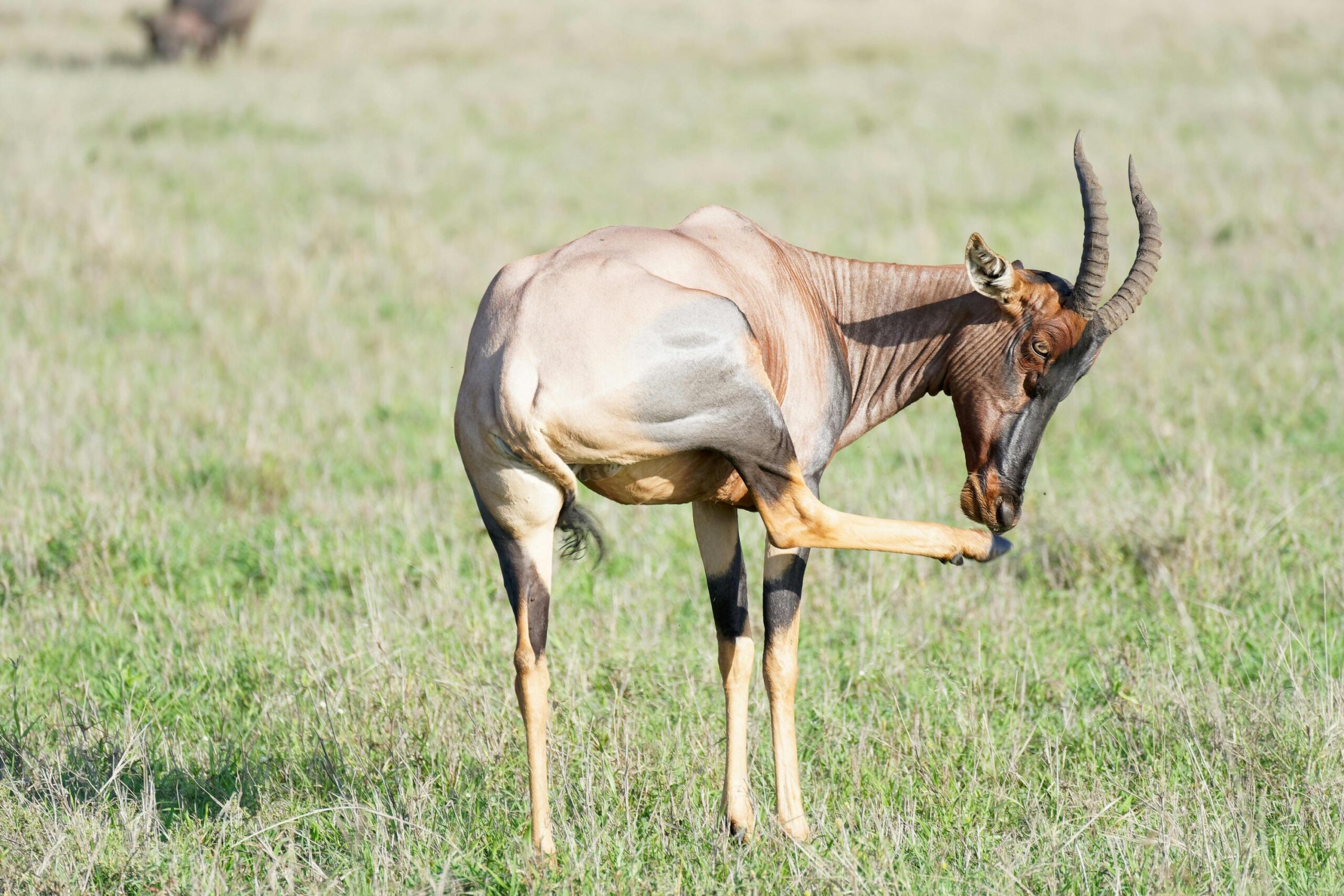 The best 5 Days Tanzania wildlife Safari 2026/2027