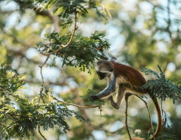 The best 10 Days Zanzibar Island 2026/2027