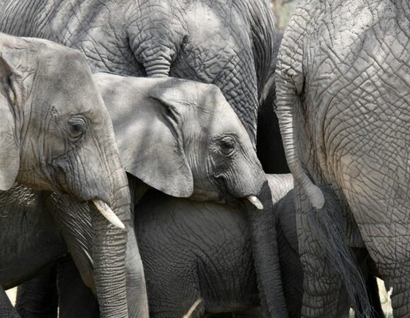 The best 15 Days Tanzania Wildlife Safari – Zanzibar 2026/2027