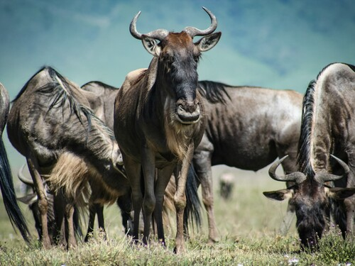 Wildebeest migration