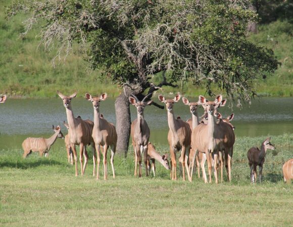 How Many Days Should I Spend in Serengeti National Park?