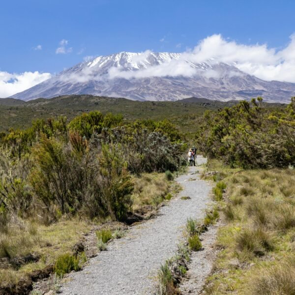 The Best Lemosho Route Success Rate 2026/2027 – Higher Summit Chances & Expert Strategy