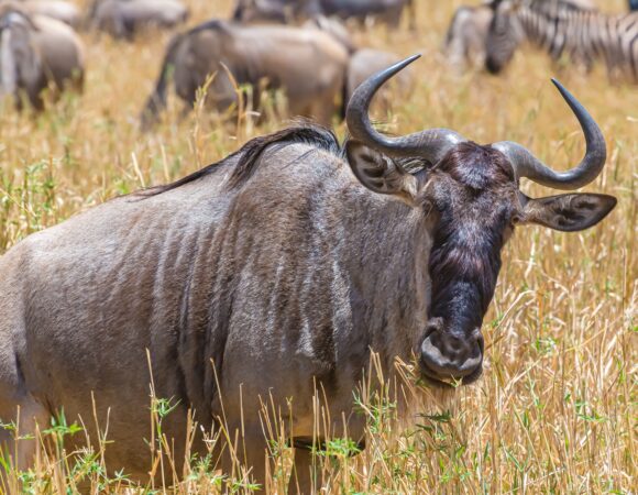 4 Days Serengeti Safari 2026 – Affordable & Best-Selling Tanzania Safari Package