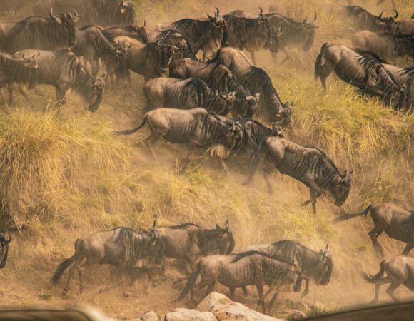 7 Days Serengeti Migration Safari 2026 – Complete Great Migration & Big Five Experience