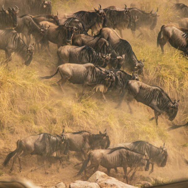 7 Days Serengeti Migration Safari 2026 – Complete Great Migration & Big Five Experience