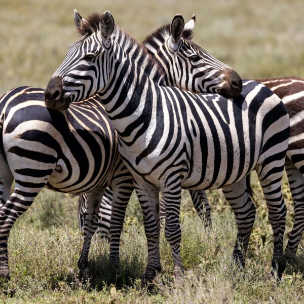 5 Days Serengeti & Ngorongoro Safari 2026 – Best-Selling Tanzania Big Five Package