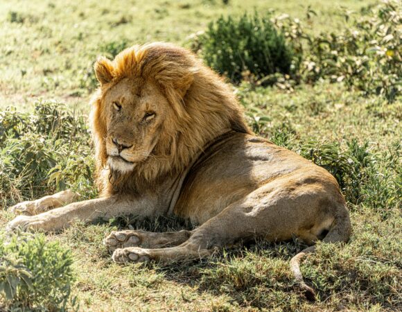 7 Days Northern Circuit Tanzania Safari 2026 – Ultimate Best-Selling Wildlife Experience