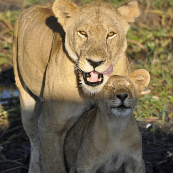 7 Days Northern Circuit Tanzania Safari 2026 – Ultimate Best-Selling Wildlife Experience