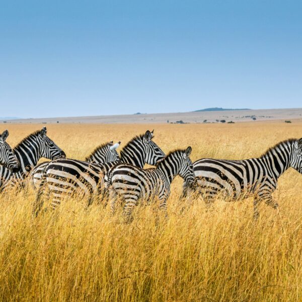 7 Days Serengeti Migration Safari 2026 – Complete Great Migration & Big Five Experience