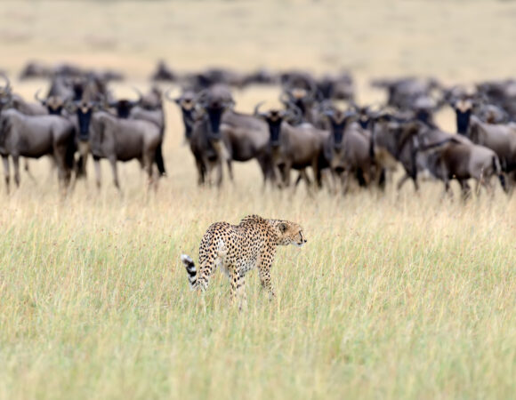 Serengeti Migration Guide 2026/2027/2028 – 9 Powerful Secrets for the Ultimate Wildlife Experience