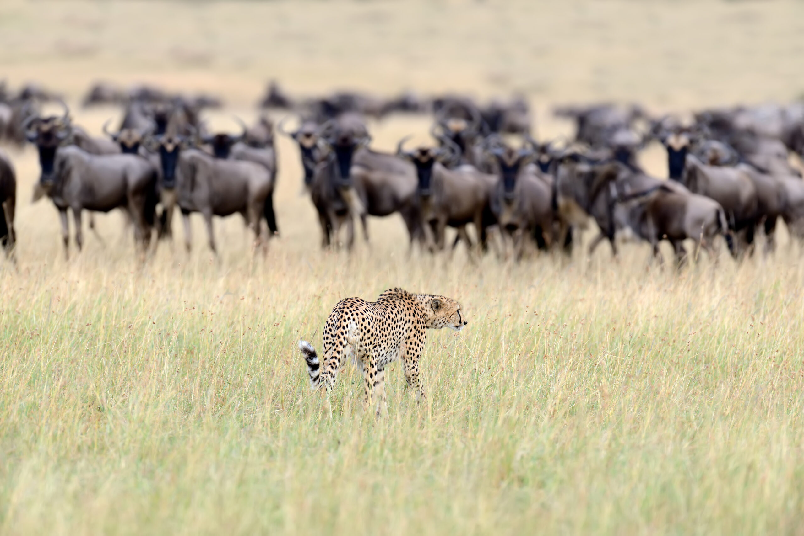 Serengeti Migration Guide 2026/2027/2028 – 9 Powerful Secrets for the Ultimate Wildlife Experience