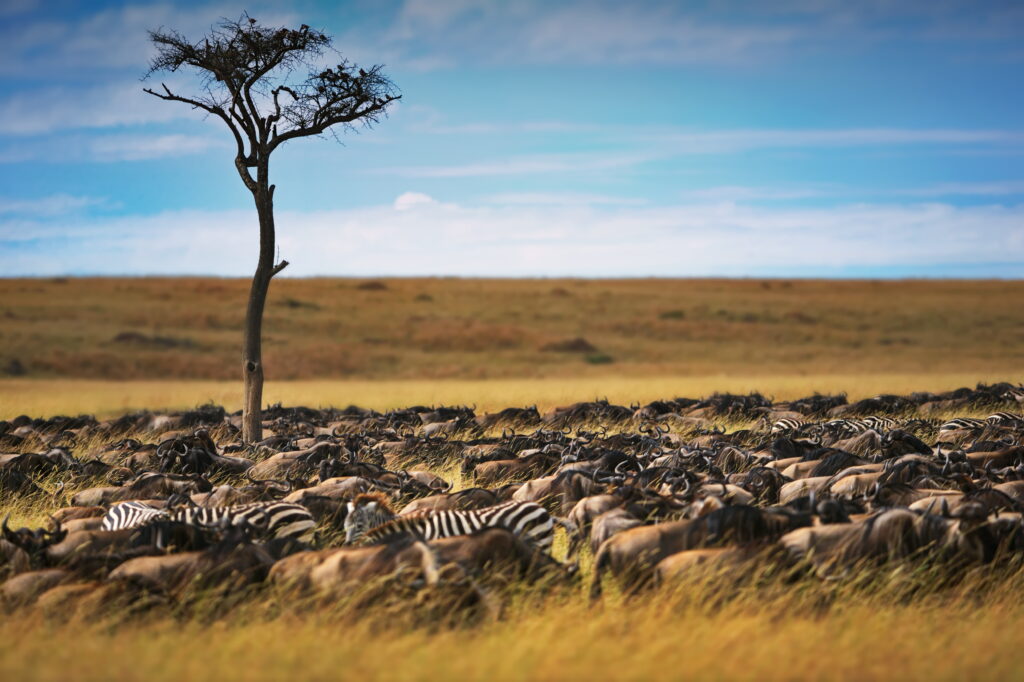 Serengeti Migration Guide 2026/2027/2028 – 9 Powerful Secrets for the Ultimate Wildlife Experience