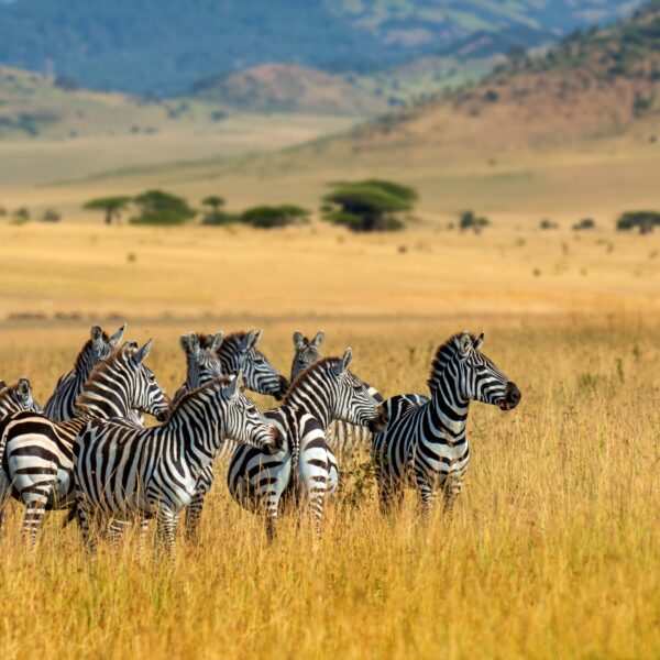 8 Days Tanzania Wildlife Safari + Zanzibar 2026,2027,2028 – Ultimate Luxury Adventure Experience