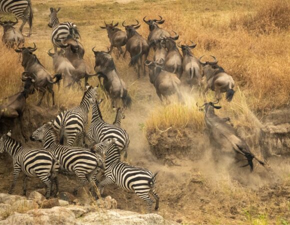 Serengeti Migration Guide – Where and When to See It 2026,2027,2028: Ultimate 7 Proven Tips for an Unforgettable Safari