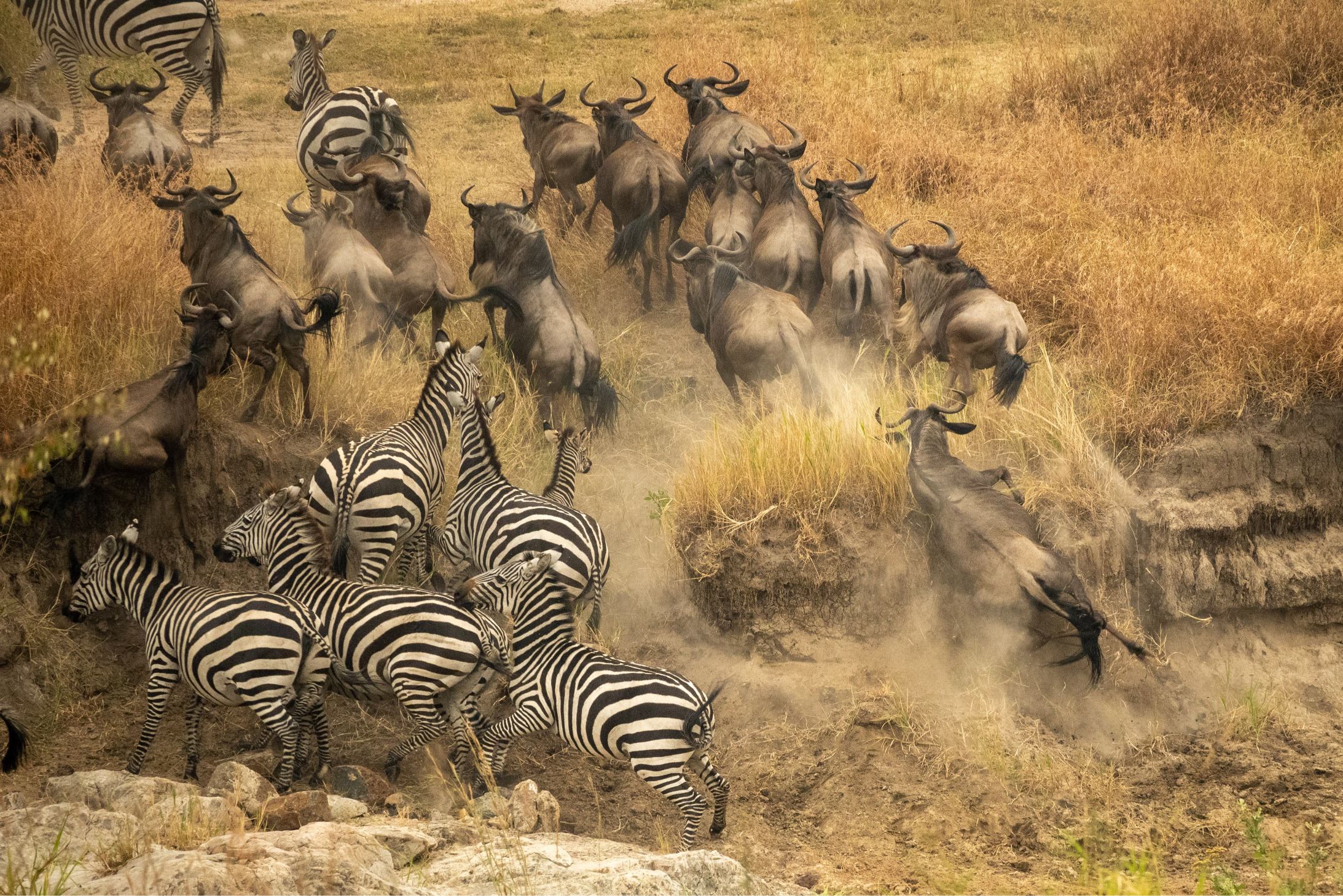 Serengeti Migration Guide – Where and When to See It 2026,2027,2028: Ultimate 7 Proven Tips for an Unforgettable Safari