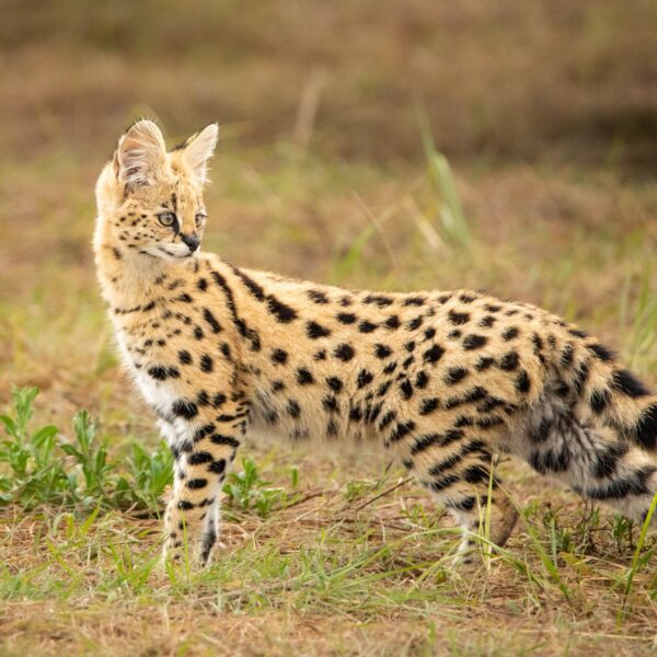 5 Days Ngorongoro, Tarangire & Lake Manyara Safari