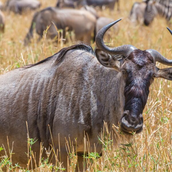 Best 8 Days Great Migration Safari 2026 / 2027 – Ultimate Serengeti River Crossing Experience