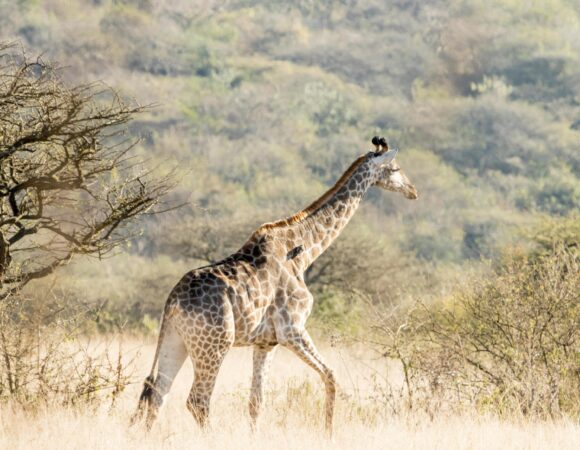 Best National Parks in Tanzania for Safari in 2026–2028: 7 Powerful Picks for an Unforgettable Adventure