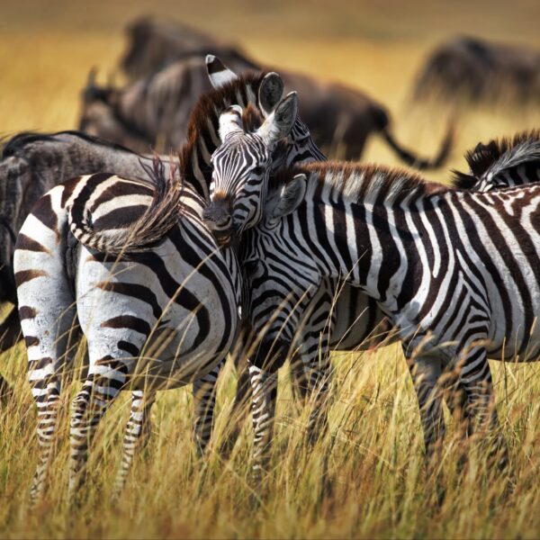 Best 4 Days Serengeti & Ngorongoro Safari 2026,2027,2028