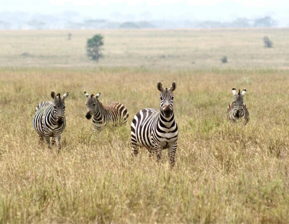 The Greatest 5 Days Ngorongoro, Tarangire & Lake Manyara Safari 2026/2027