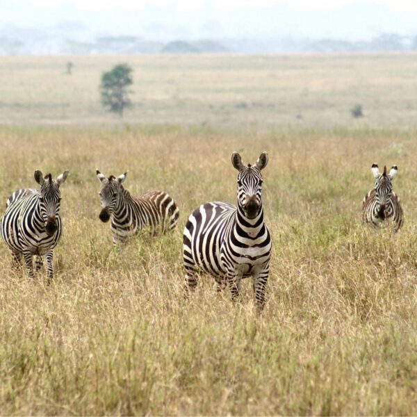 5 Days Ngorongoro, Tarangire & Lake Manyara Safari