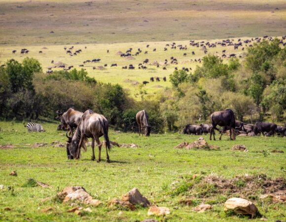 Best 4 Days Serengeti & Ngorongoro Safari 2026,2027,2028