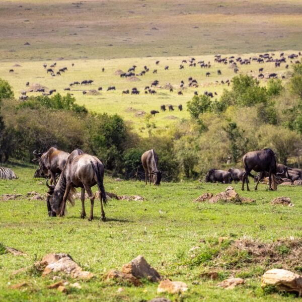 Best 4 Days Serengeti & Ngorongoro Safari 2026,2027,2028