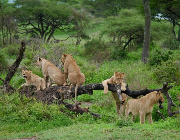 Private Safari vs Group Safari in Tanzania – Which Is Better? 2026 / 2027: 7 Powerful Insights to Help You Choose