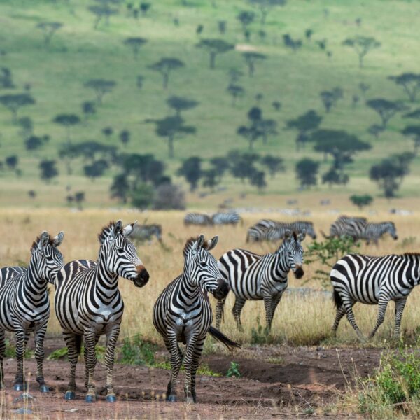 Best 14 Days Tanzania Safari 2026,2027,2028 – Ultimate Luxury Wildlife Experience