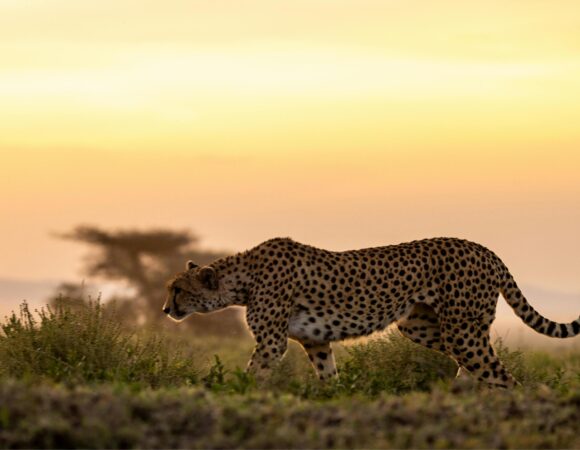 Luxury Tanzania Safari Guide 2026–2028 – Lodges, Costs and Tips in 2026 / 2027: 7 Expert Secrets for an Unforgettable Trip