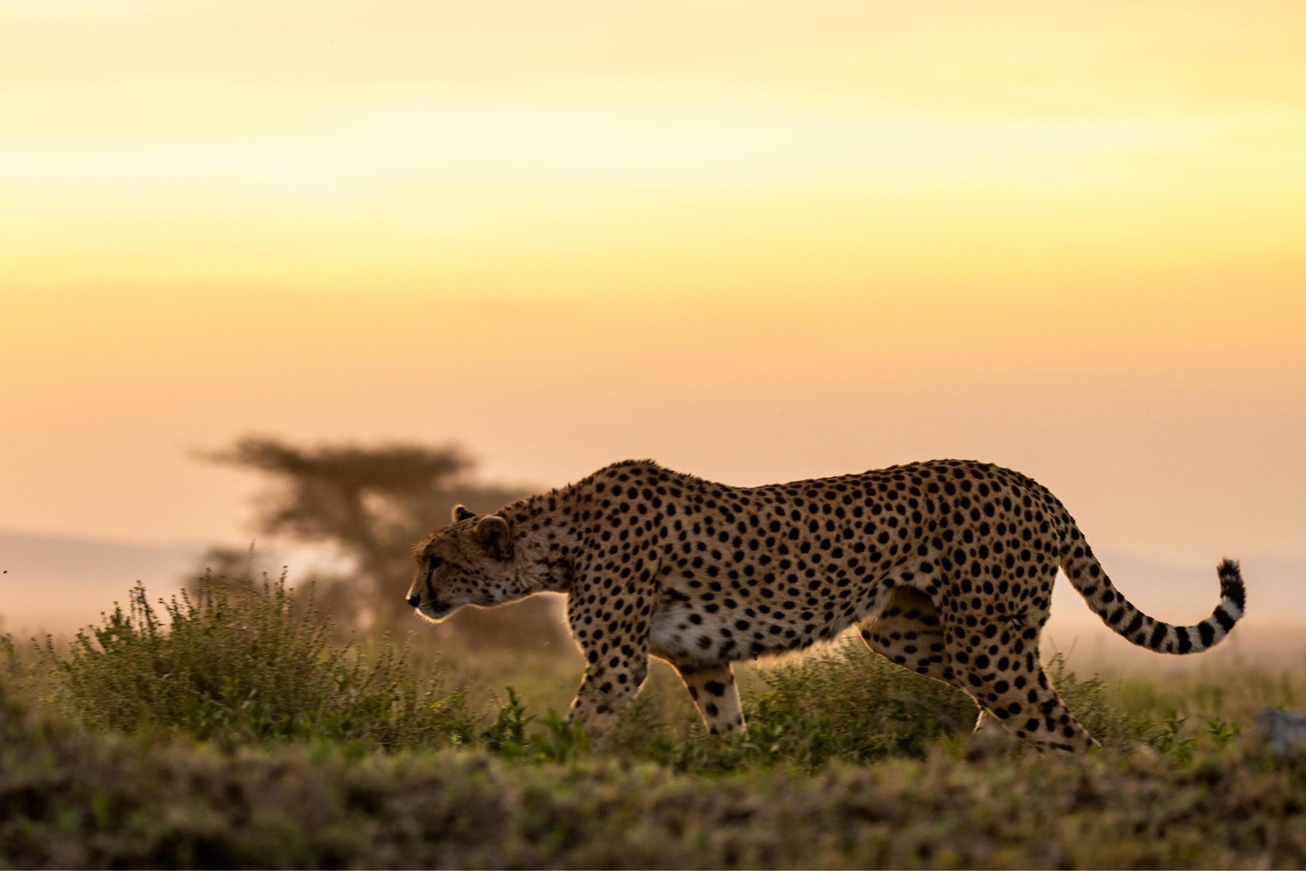 Luxury Tanzania Safari Guide 2026–2028 – Lodges, Costs and Tips in 2026 / 2027: 7 Expert Secrets for an Unforgettable Trip