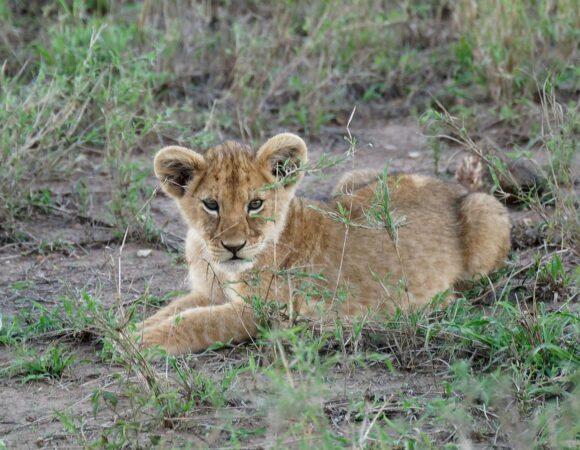 Best Places to See Lions, Elephants and Leopards in Tanzania – 7 Powerful Safari Destinations You’ll Love