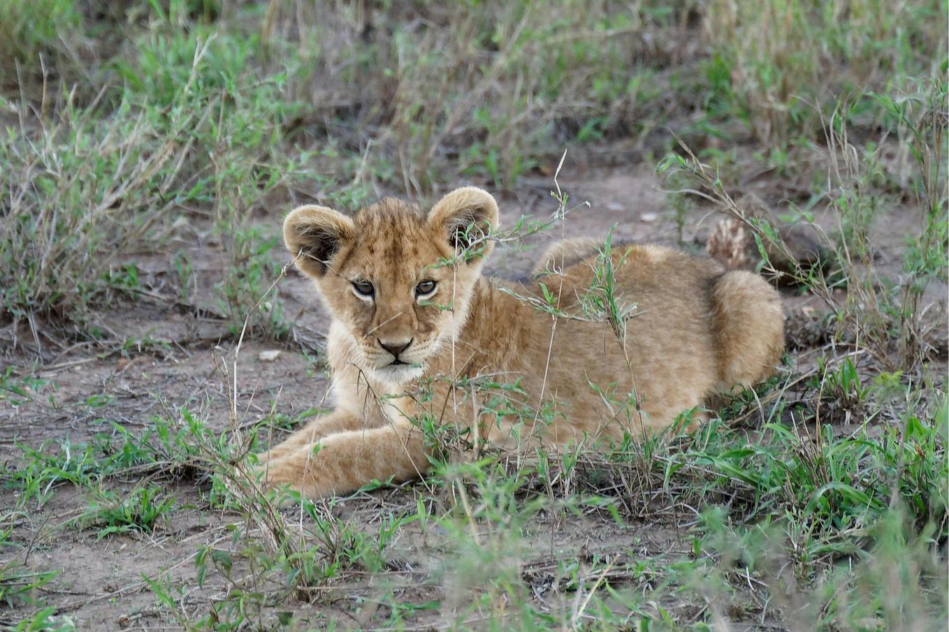 Best Places to See Lions, Elephants and Leopards in Tanzania – 7 Powerful Safari Destinations You’ll Love