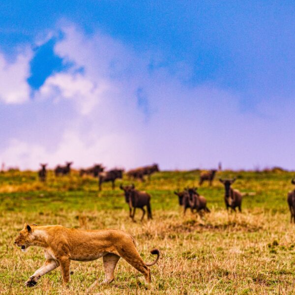 Best 6 Days Serengeti & Ngorongoro Safari 2026,2027,2028 – Ultimate Life-Changing Wildlife Adventure