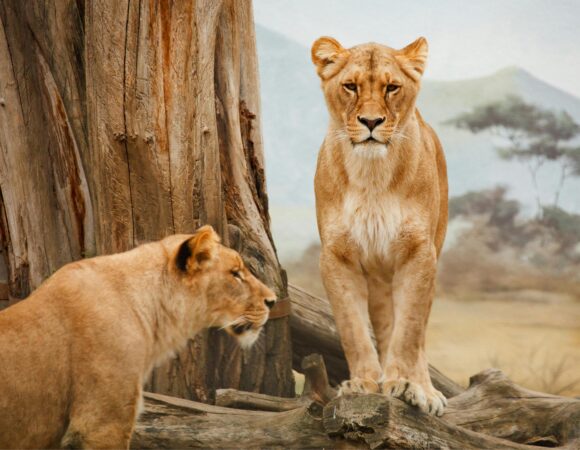 Budget Tanzania Safari Guide – How to Save Money in 2026 / 2027: 12 Smart Ways for an Affordable Adventure