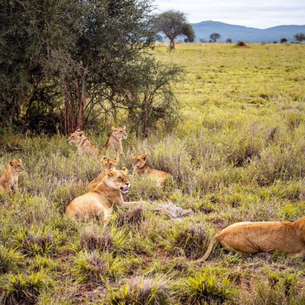 Best 6 Days Serengeti & Ngorongoro Safari 2026,2027,2028 – Ultimate Life-Changing Wildlife Adventure