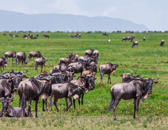 10 Days Great Migration Safari 2026, 2027, 2028 – Ultimate Luxury Wildlife Adventure