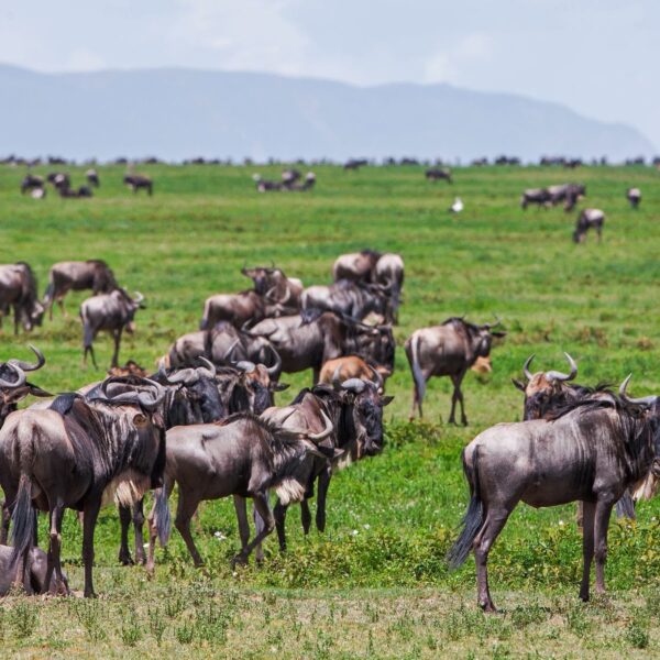 10 Days Great Migration Safari 2026, 2027, 2028 – Ultimate Luxury Wildlife Adventure