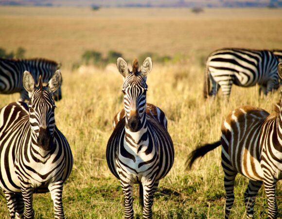 Tanzania Safari for First-Time Visitors – Complete Planning Guide (2026–2028)