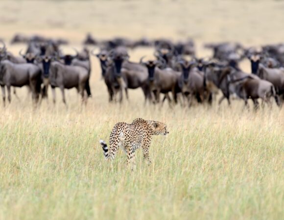 Best 8 Days Serengeti & Ngorongoro Safari 2026 / 2027 – Ultimate Wildlife Adventure Itinerary