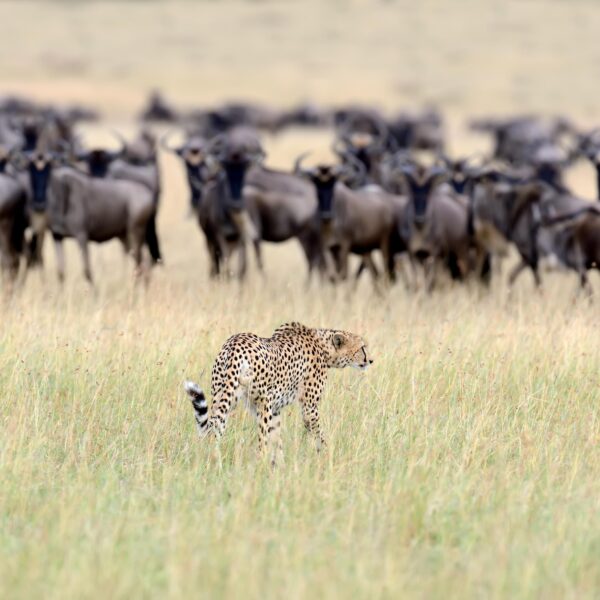 Best 8 Days Serengeti & Ngorongoro Safari 2026 / 2027 – Ultimate Wildlife Adventure Itinerary