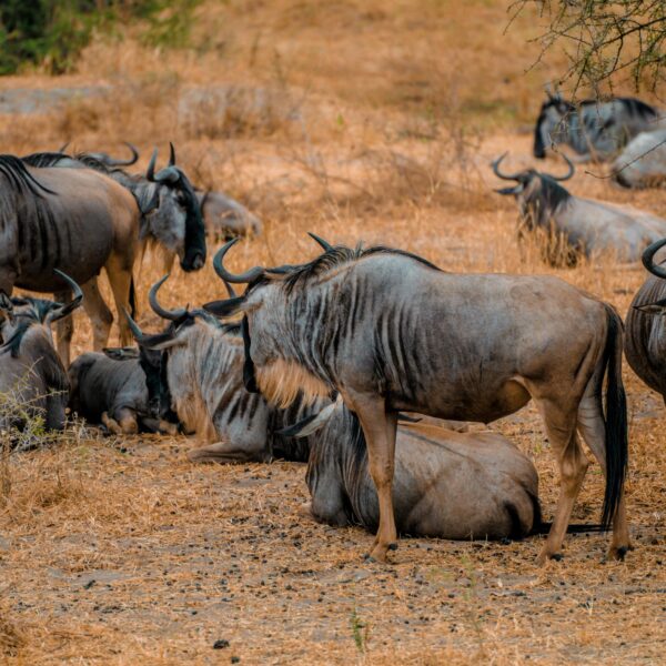 Best 8 Days Serengeti & Ngorongoro Safari 2026 / 2027 – Ultimate Wildlife Adventure Itinerary