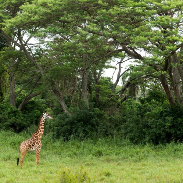 The Greatest 6 Days Tarangire, Serengeti & Ngorongoro Safari 2026/2027 – Ultimate Luxury Wildlife Adventure