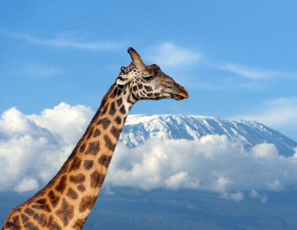 Best 6 Days Rongai Route 2026, 2027, 2028 – Ultimate Kilimanjaro Climb Experience